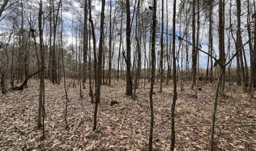 Photo #15 of 405 Batts Island Road, edenton, NC 10.7 acres