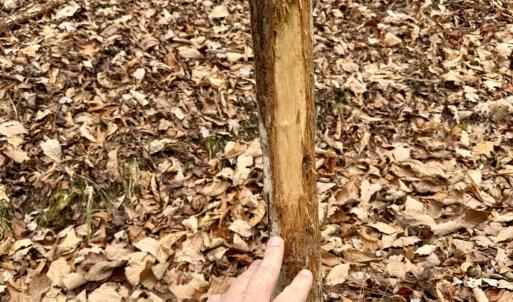 Photo #9 of Off Big Rock Ln, Lowgap, NC 7.0 acres