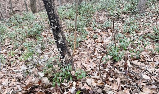 Photo #11 of Off Big Rock Ln, Lowgap, NC 7.0 acres