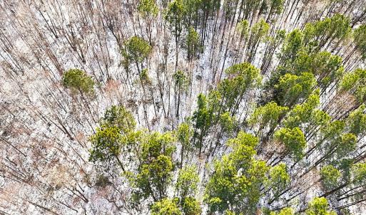 Photo #29 of Off Moonlight Rd., Emporia, VA 29.1 acres