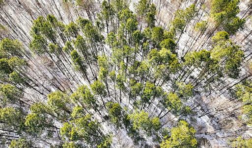 Photo #31 of Off Moonlight Rd., Emporia, VA 29.1 acres