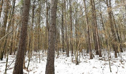 Photo #19 of Off Moonlight Rd., Emporia, VA 29.1 acres