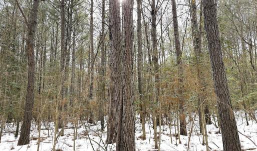 Photo #20 of Off Moonlight Rd., Emporia, VA 29.1 acres