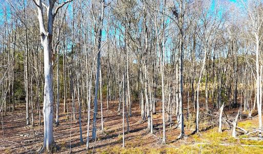 Photo #15 of Off Courthouse Road, Waverly, VA 10.2 acres