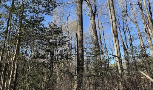 Photo #17 of Off Courthouse Road, Waverly, VA 10.2 acres