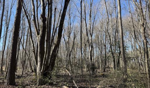 Photo #9 of Off Courthouse Road, Waverly, VA 10.2 acres