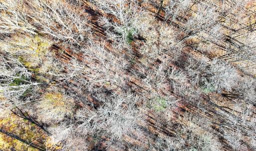 Photo #25 of Off Courthouse Road, Waverly, VA 31.5 acres