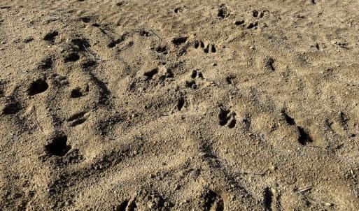 Photo #9 of Off Courthouse Road, Waverly, VA 31.5 acres