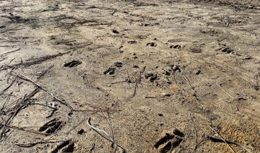 Photo #12 of Off Courthouse Road, Waverly, VA 31.5 acres