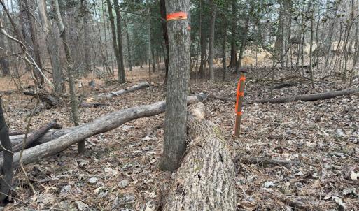 Photo #13 of Off Mt Pleasant Church Road, Manson, NC 12.6 acres