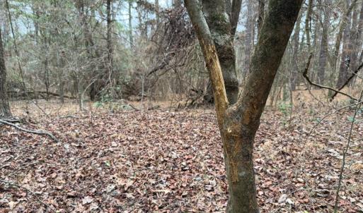Photo #35 of Off Mt Pleasant Church Road, Manson, NC 12.6 acres