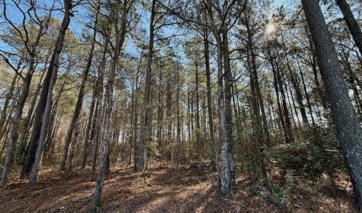 Photo #10 of  Off Sandy Ridge Road, Tyner, NC 36.2 acres