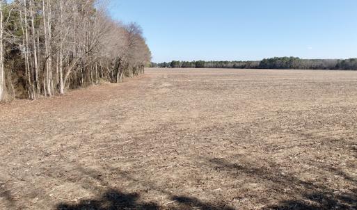Photo #14 of  Off Sandy Ridge Road, Tyner, NC 36.2 acres