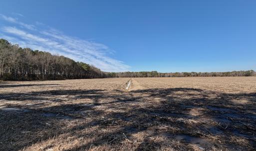 Photo #3 of  Off Sandy Ridge Road, Tyner, NC 36.2 acres