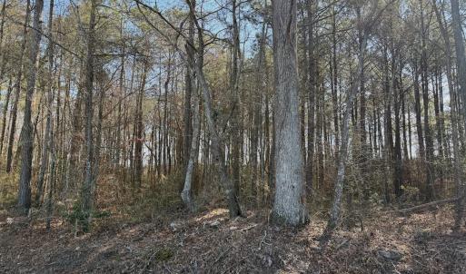 Photo #32 of  Off Sandy Ridge Road, Tyner, NC 36.2 acres
