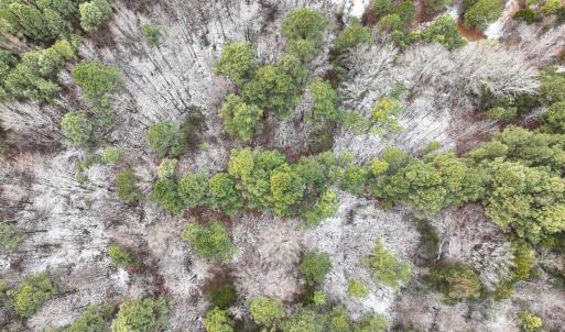 Photo #18 of Off Mt Pleasant Church Road, Manson, NC 12.6 acres