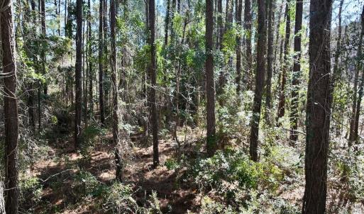 Photo #14 of Off Creek Place Rd, Arapahoe, NC 8.2 acres