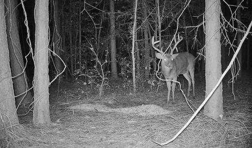 Photo #24 of 2249 Joann Branch rd, Lake View, SC 22.3 acres