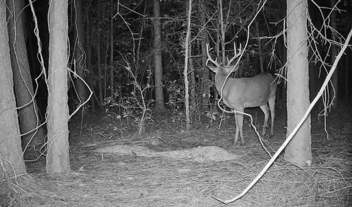 Photo #25 of 2249 Joann Branch rd, Lake View, SC 22.3 acres