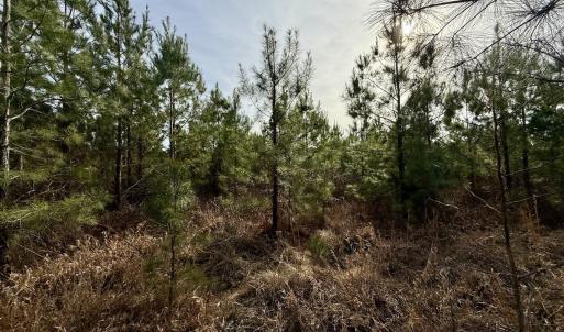 Photo #10 of Off Old Washington Rd, Vanceboro, NC 43.0 acres