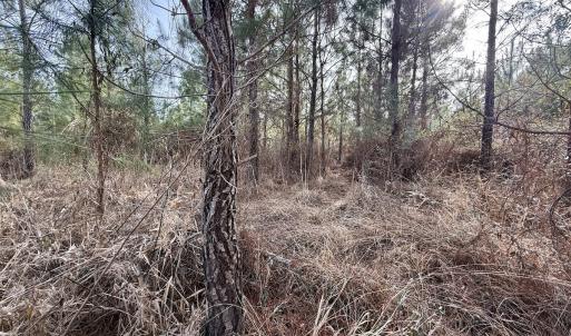Photo #11 of Off Old Washington Rd, Vanceboro, NC 43.0 acres