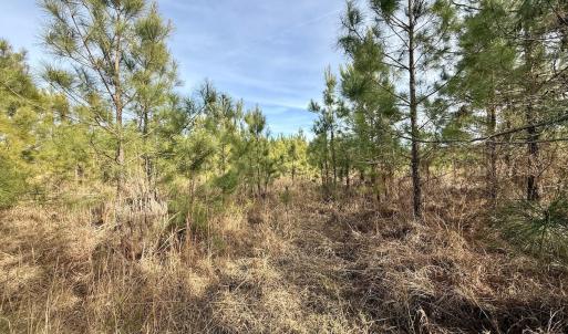 Photo #12 of Off Old Washington Rd, Vanceboro, NC 43.0 acres