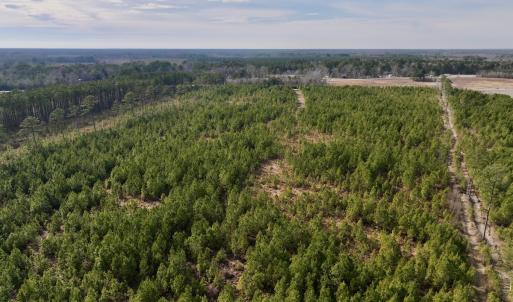 Photo #13 of Off Old Washington Rd, Vanceboro, NC 43.0 acres