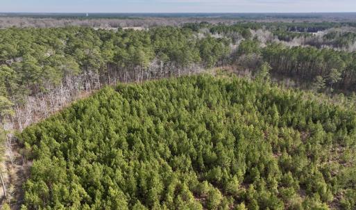 Photo #14 of Off Old Washington Rd, Vanceboro, NC 43.0 acres