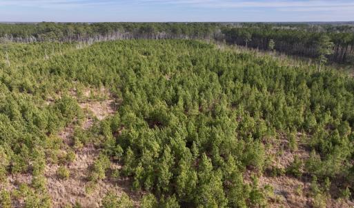 Photo #15 of Off Old Washington Rd, Vanceboro, NC 43.0 acres
