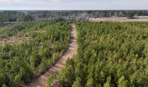 Photo #16 of Off Old Washington Rd, Vanceboro, NC 43.0 acres