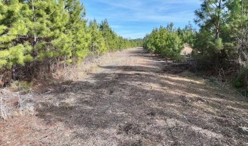Photo #20 of Off Old Washington Rd, Vanceboro, NC 43.0 acres