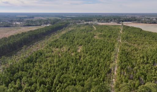 Photo #6 of Off Old Washington Rd, Vanceboro, NC 43.0 acres