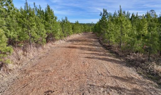Photo #7 of Off Old Washington Rd, Vanceboro, NC 43.0 acres