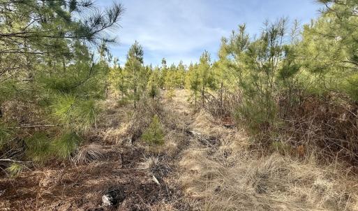 Photo #9 of Off Old Washington Rd, Vanceboro, NC 43.0 acres