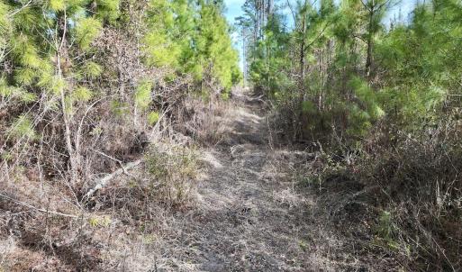 Photo #21 of Off Old Washington Rd, Vanceboro, NC 43.0 acres