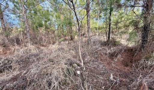 Photo #22 of Off Old Washington Rd, Vanceboro, NC 43.0 acres
