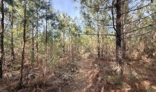 Photo #24 of Off Old Washington Rd, Vanceboro, NC 43.0 acres