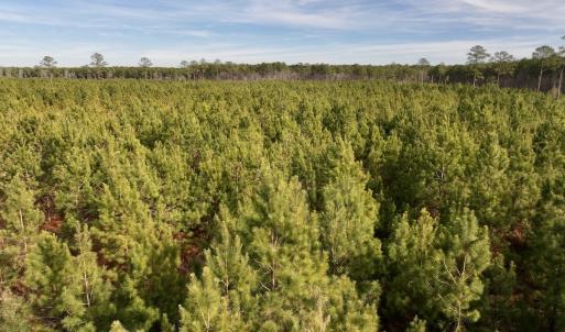 Photo #25 of Off Old Washington Rd, Vanceboro, NC 43.0 acres