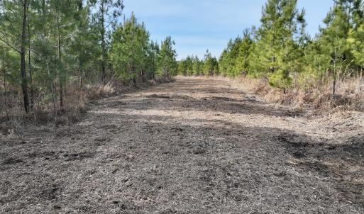 Photo #27 of Off Old Washington Rd, Vanceboro, NC 43.0 acres