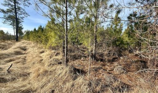 Photo #28 of Off Old Washington Rd, Vanceboro, NC 43.0 acres