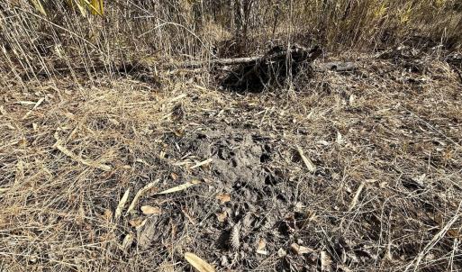 Photo #29 of Off Old Washington Rd, Vanceboro, NC 43.0 acres