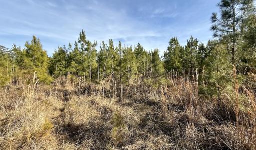 Photo #32 of Off Old Washington Rd, Vanceboro, NC 43.0 acres