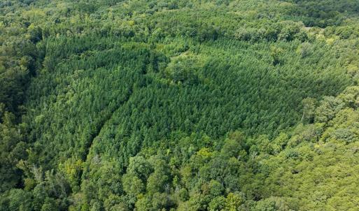 Photo #7 of Off Scott Rd, Semora, NC 69.0 acres