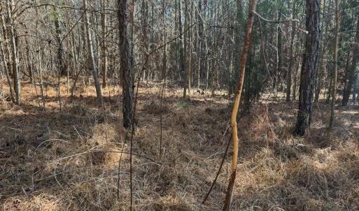 Photo #10 of Off Scott Rd, Semora, NC 69.0 acres