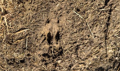 Photo #14 of Off Scott Rd, Semora, NC 69.0 acres