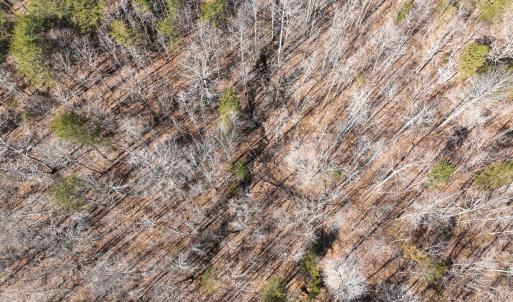 Photo #20 of Off Scott Rd, Semora, NC 69.0 acres