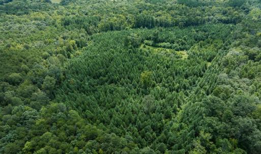 Photo #21 of Off Scott Rd, Semora, NC 69.0 acres