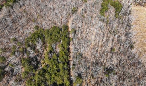 Photo #25 of Off Scott Rd, Semora, NC 69.0 acres