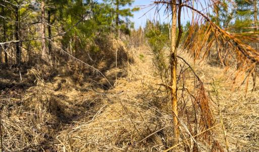 Photo #26 of Off Scott Rd, Semora, NC 69.0 acres