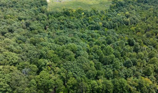 Photo #31 of Off Scott Rd, Semora, NC 69.0 acres